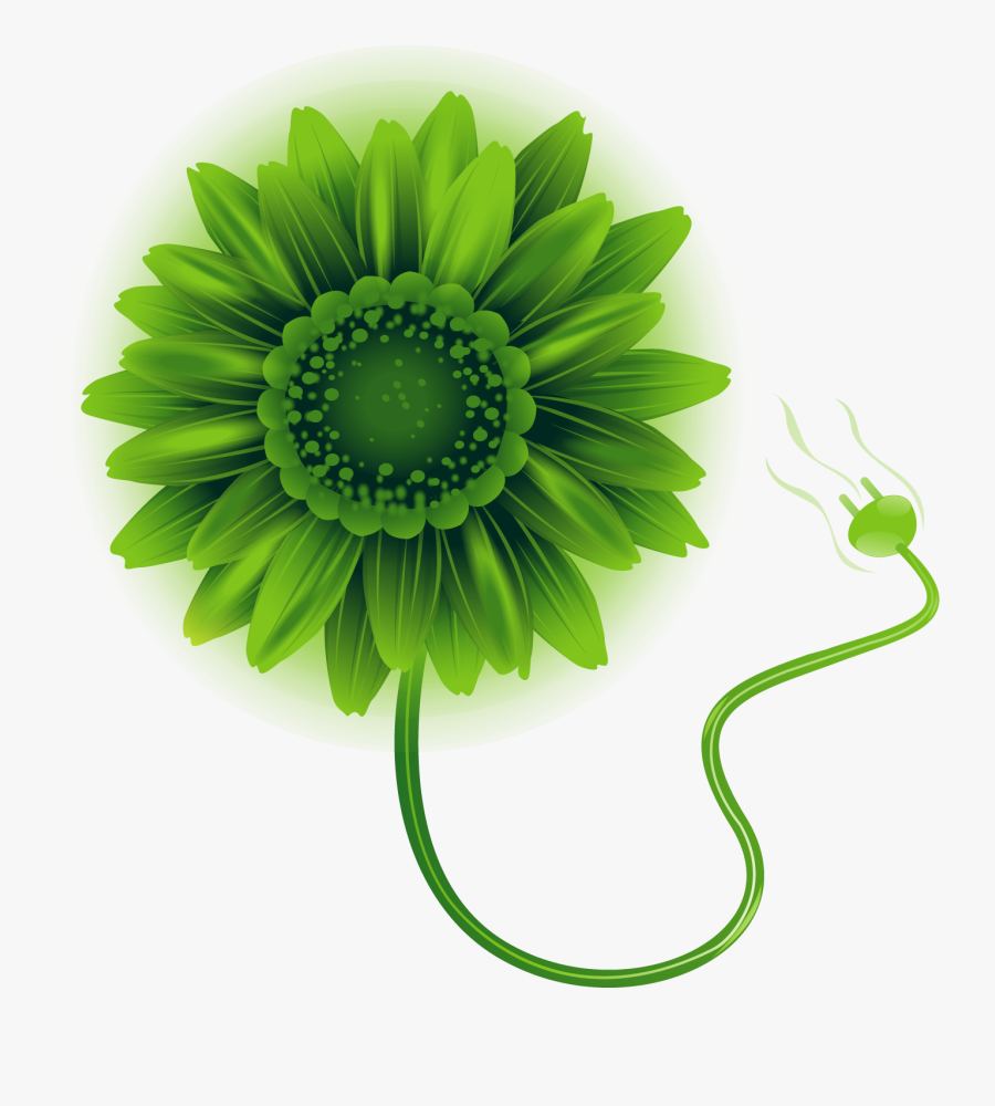 African Daisy, Transparent Clipart