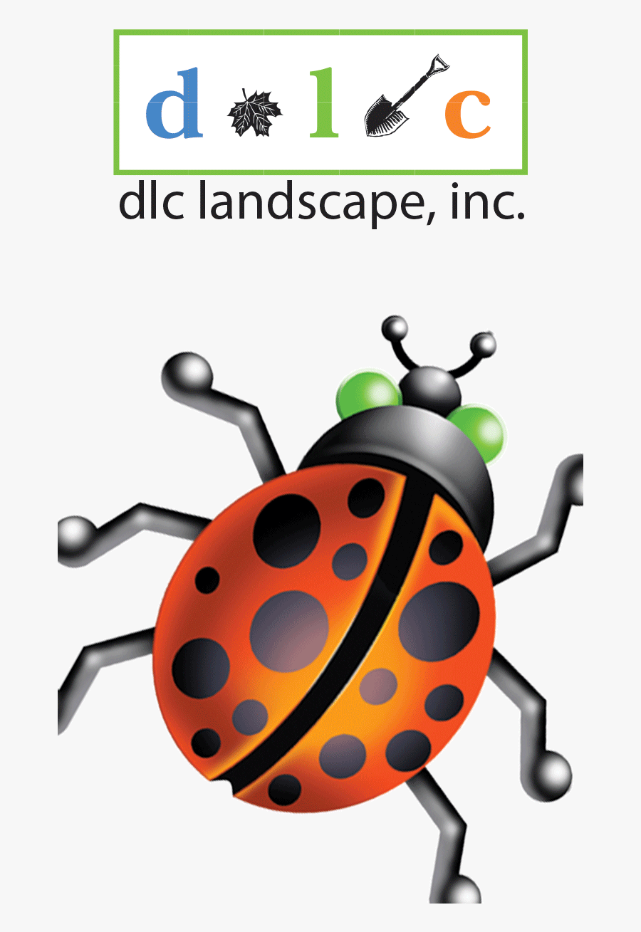 Ladybug, Transparent Clipart
