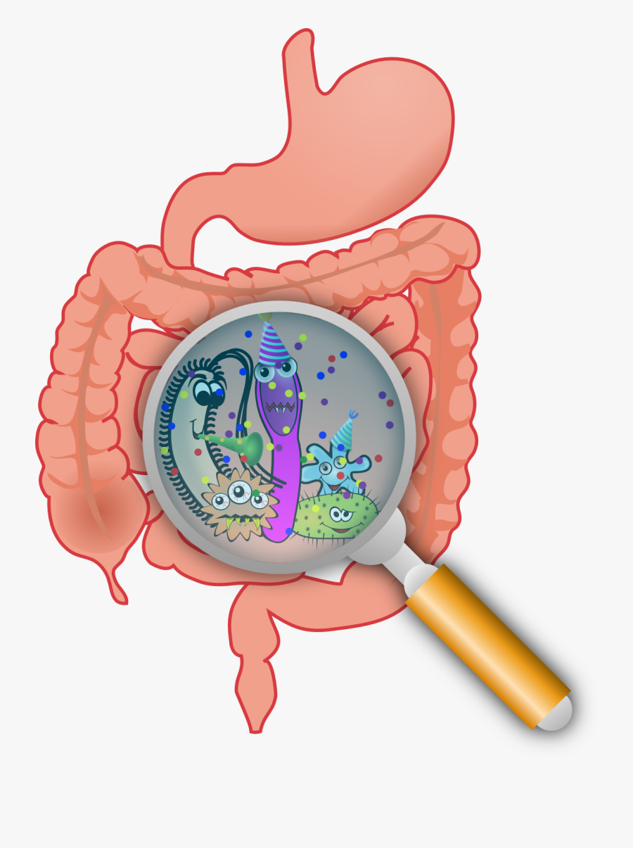 How To Colonize Your - Gut Microbiota, Transparent Clipart