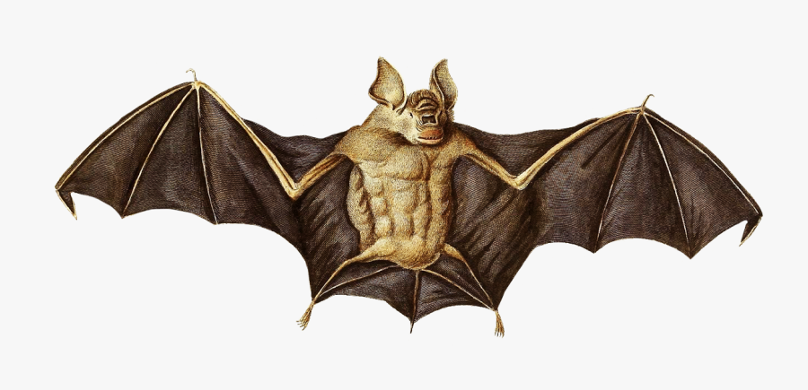 Vefpertitio Bat Clipart - Clipart Bats, Transparent Clipart