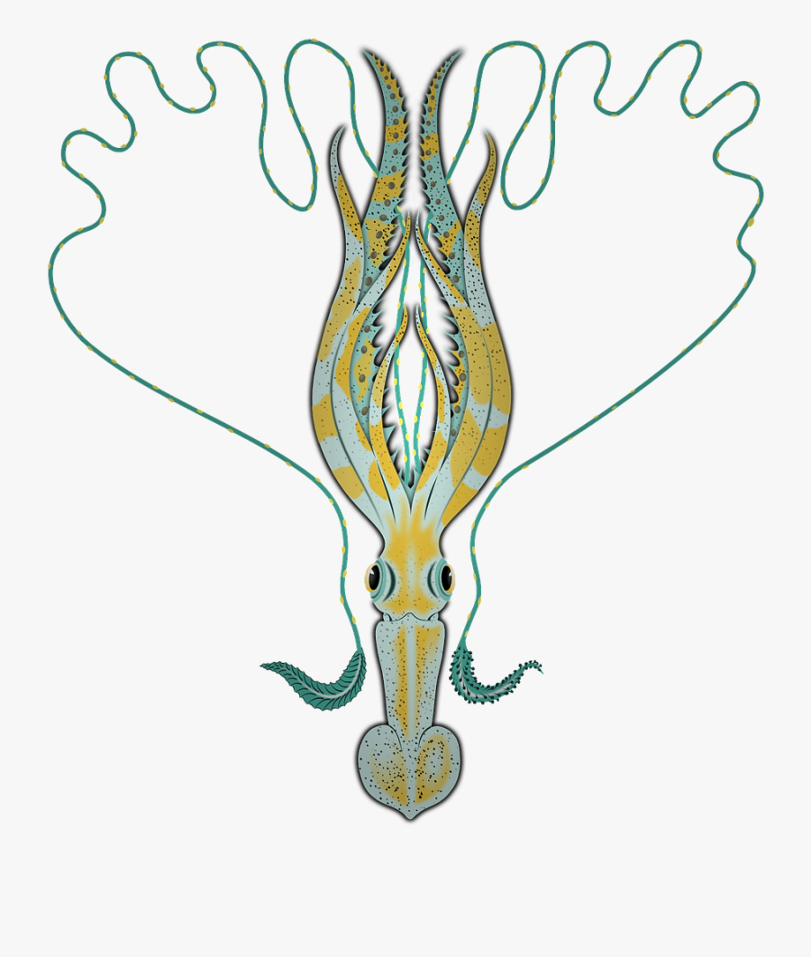 Cuttlefishes, Transparent Clipart