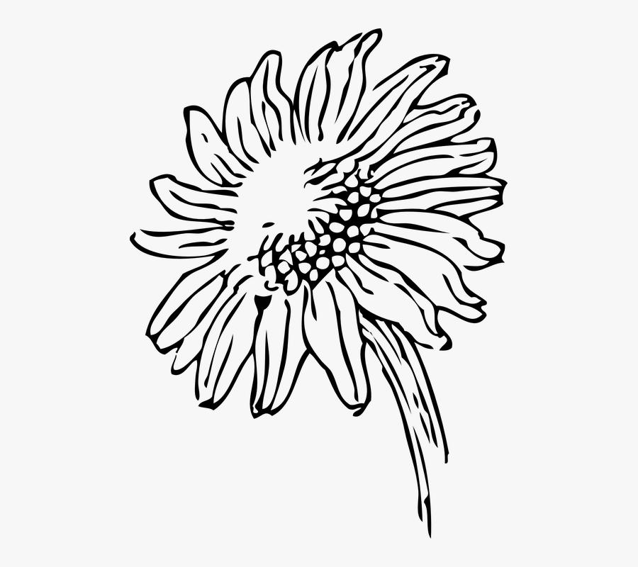 Elegant Wedding Cliparts 28, Buy Clip Art - Sunflowers Clip Art Black And White, Transparent Clipart