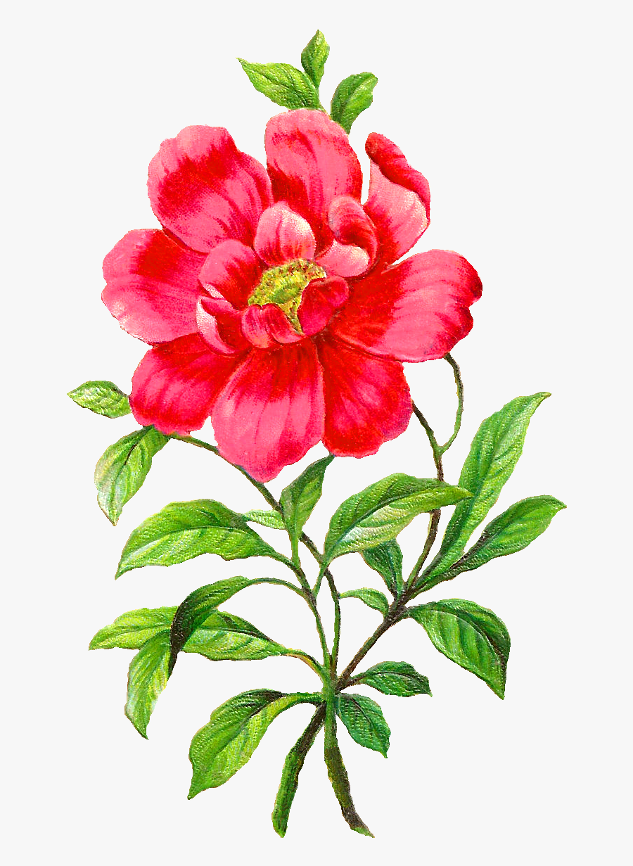 Camellia Flower Clipart, Transparent Clipart