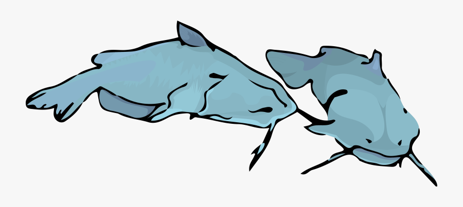 Catfish Clipart - Catfish, Transparent Clipart