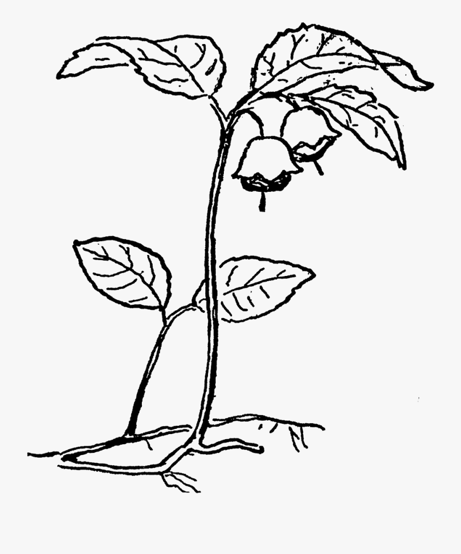 Drawing, Transparent Clipart