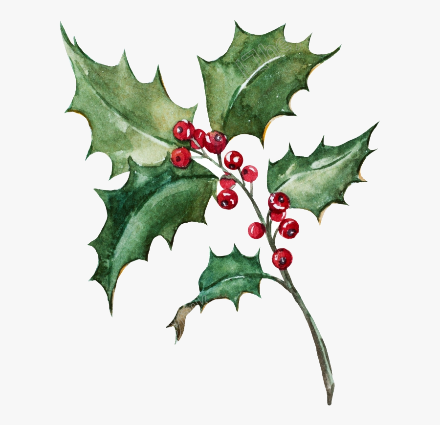 Transparent Holly Leaf Clipart - Holly Painting Png, Transparent Clipart