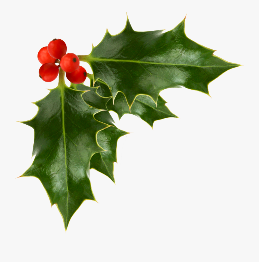 Holly Clipart Transparent Background - Christmas Holly No Background, Transparent Clipart