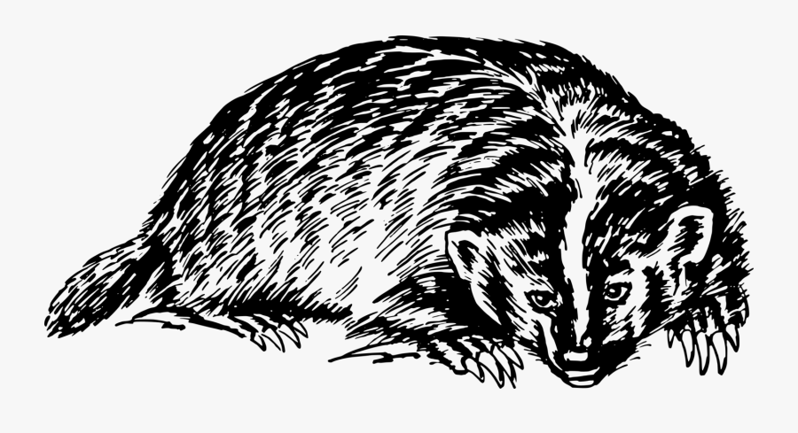 Badger - Honey Badger In Black And White, Transparent Clipart