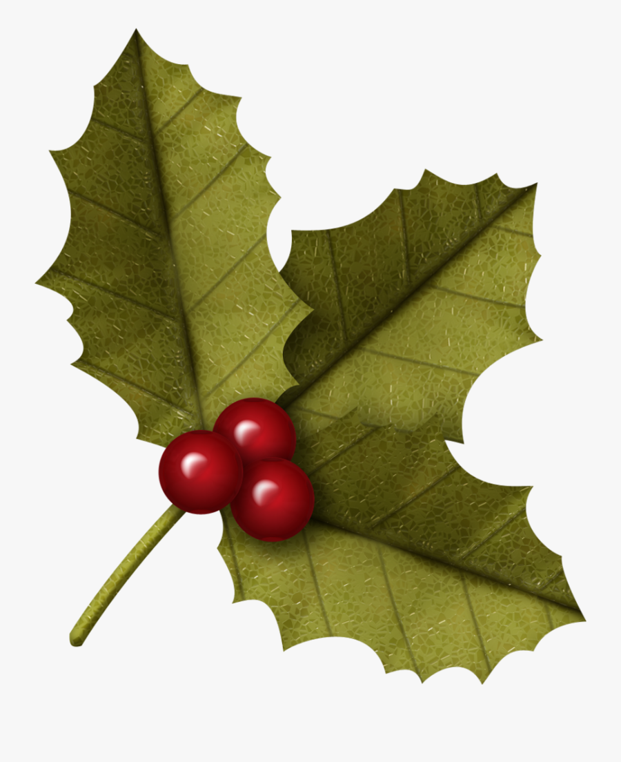 American Holly, Transparent Clipart