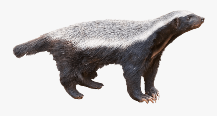 Transparent Honey Badger Clipart - Honey Badger Png, Transparent Clipart