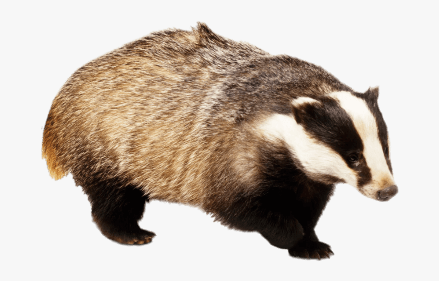 Badger With Front Paw Up - European Badger Png, Transparent Clipart