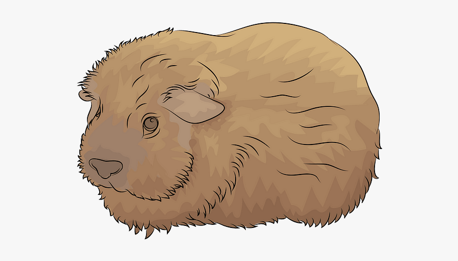 Sheep, Transparent Clipart