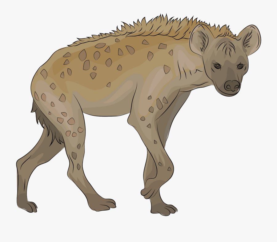 Spotted Hyena, Transparent Clipart