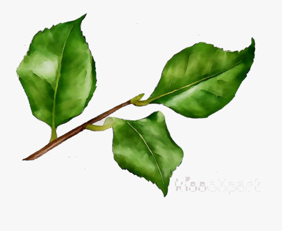 Holly Leaf Plant Flower Transparent Image Clipart Free - American Holly, Transparent Clipart
