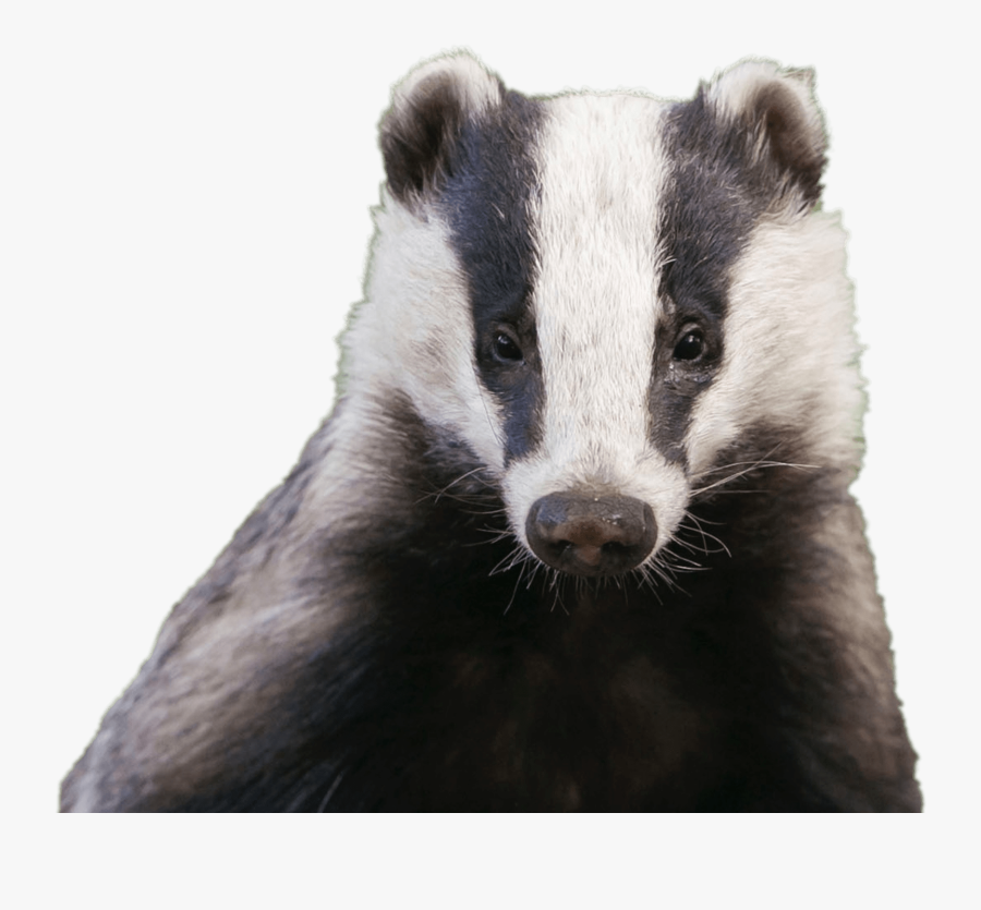 Badger Head - Badger Face , Free Transparent Clipart - ClipartKey