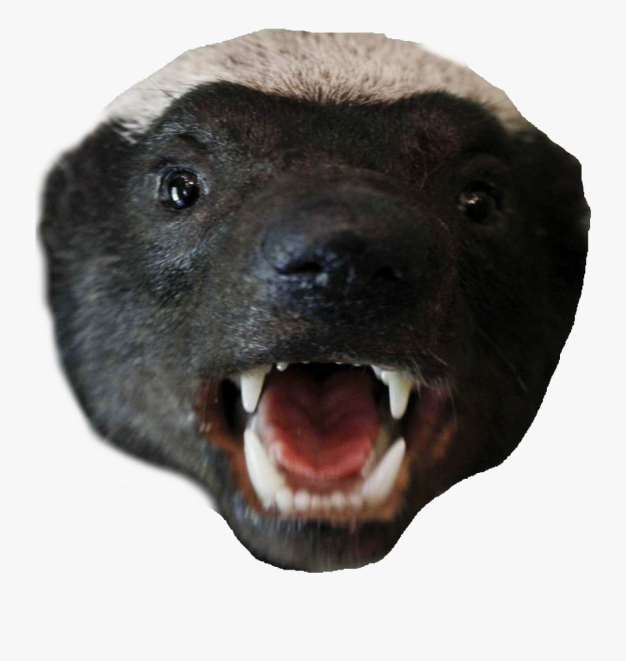 Badger Png - Honey Bàdger, Transparent Clipart