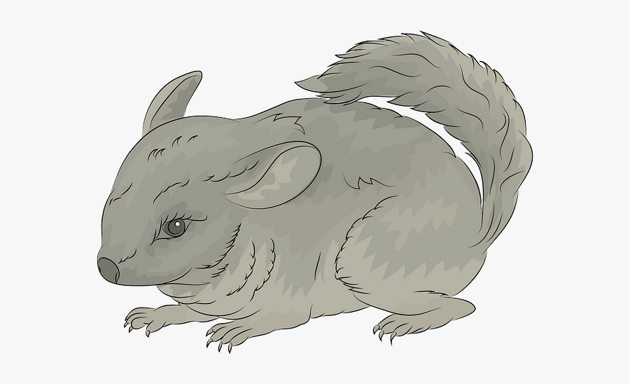 Chinchilla, Transparent Clipart