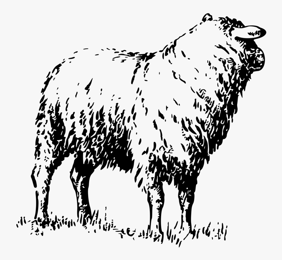 Sheep,wildlife,livestock - Ilustrasi Domba, Transparent Clipart