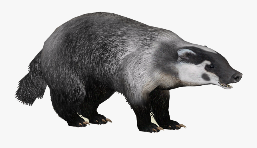 Images Free Download - American Badger Png, Transparent Clipart