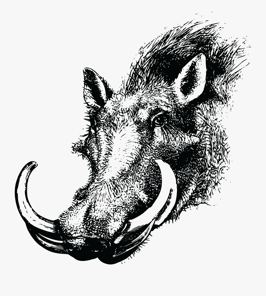 Free Clipart Of A Warthog - Drawing Of Warthog Head, Transparent Clipart
