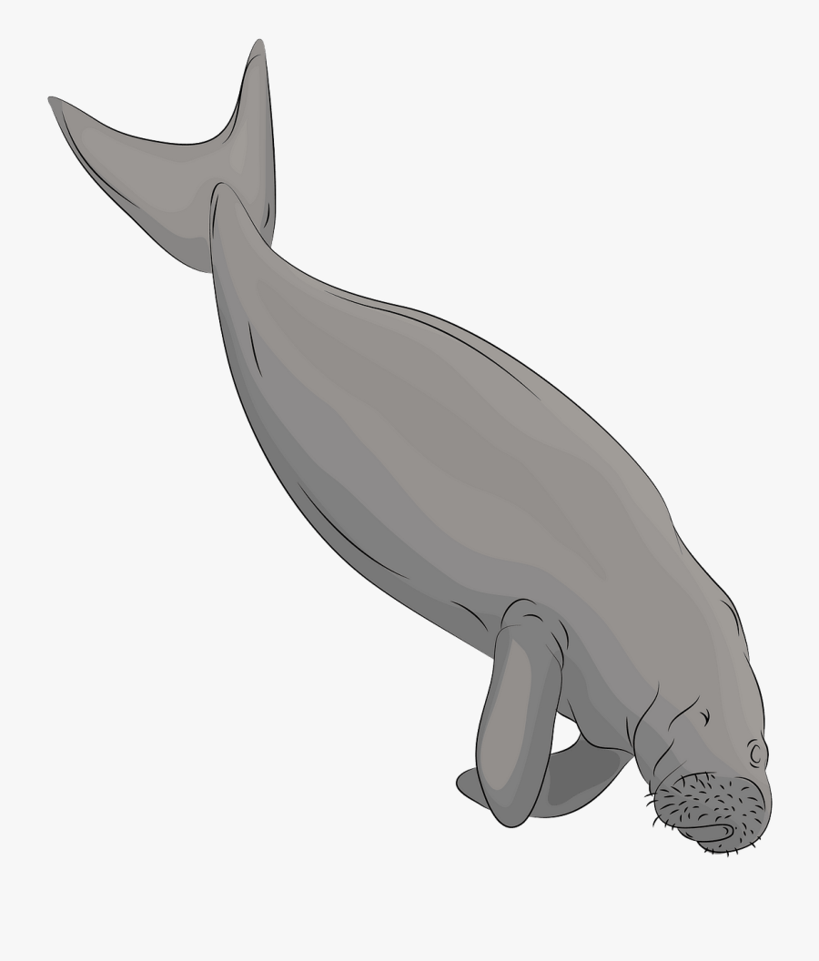 Humpback Whale, Transparent Clipart
