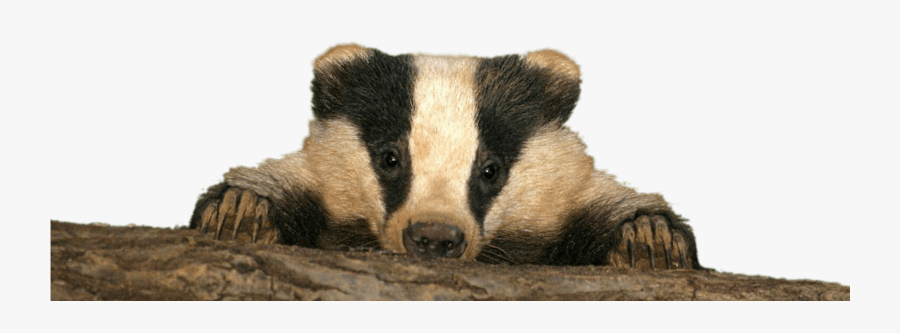 Baby Badger - Happy Badger, Transparent Clipart