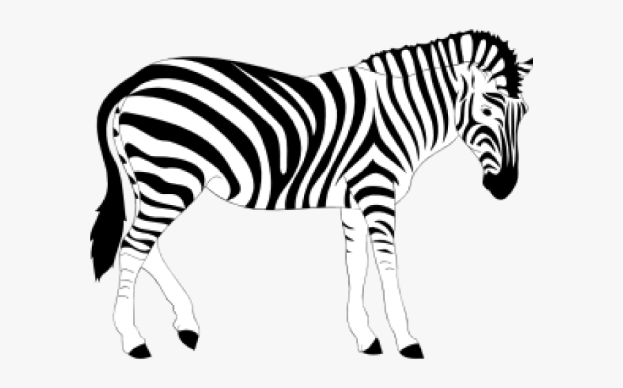 Zebra Black And White Clipart , Free Transparent Clipart ClipartKey