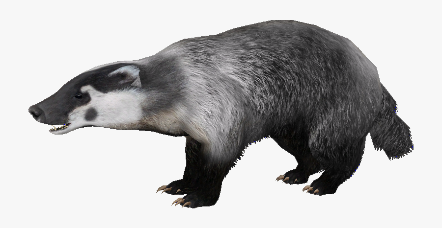 Images Free Download - Badger Png, Transparent Clipart