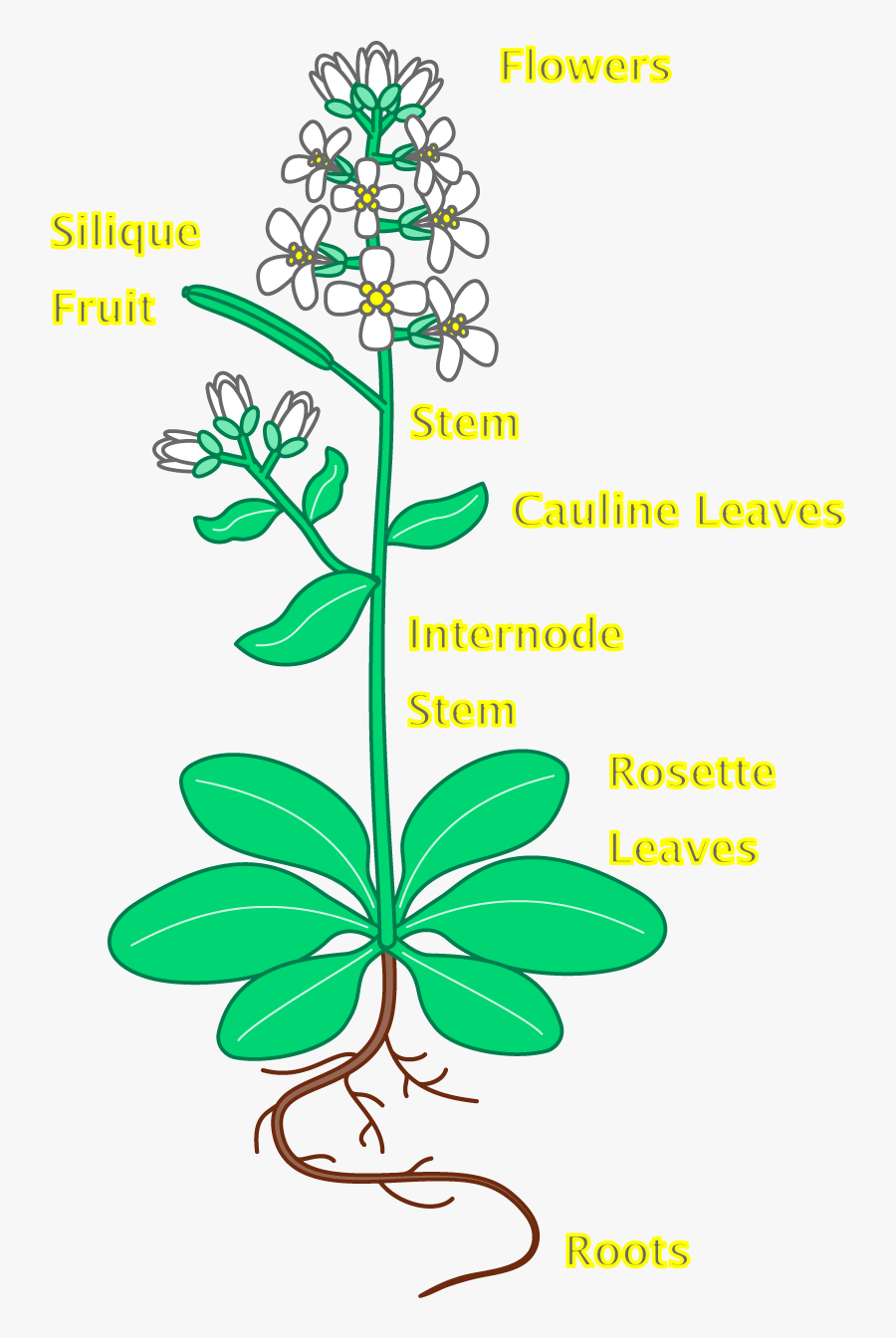 Flower - Plant - With - Roots - Cauline Leaves Arabidopsis, Transparent Clipart