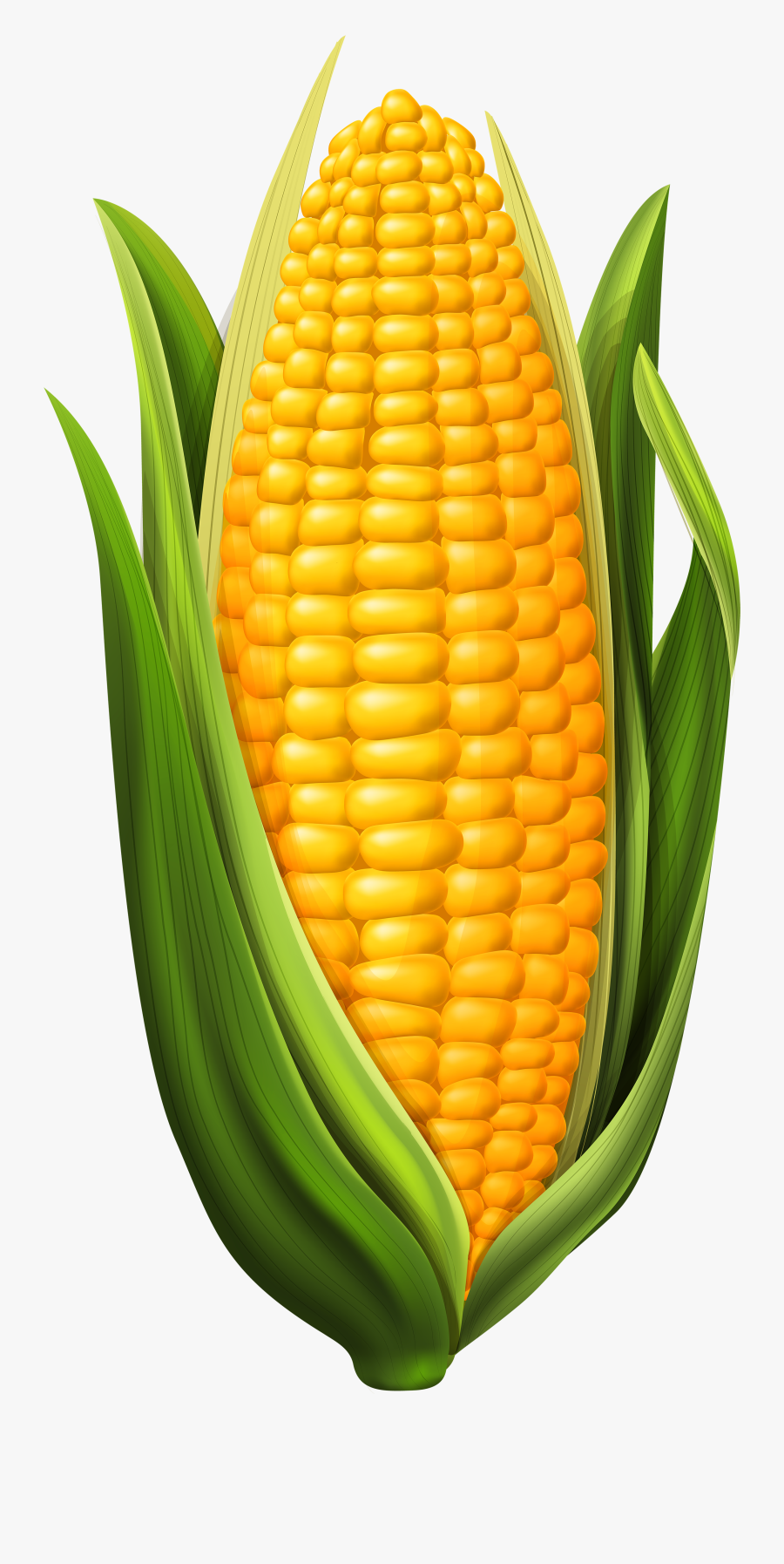 Corn Clipart Canned - Clipart Corn On The Cob, Transparent Clipart