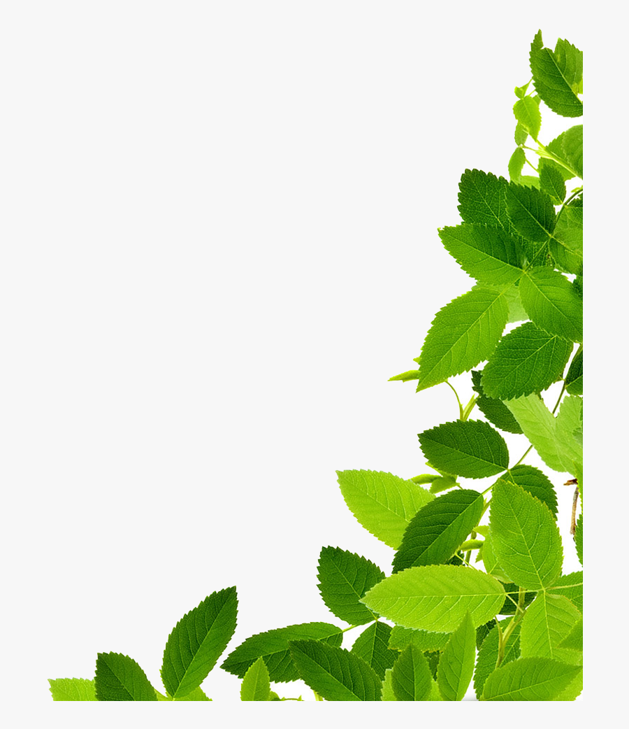 Leaves Download Image Clipart - Transparent Green Leaves Png, Transparent Clipart