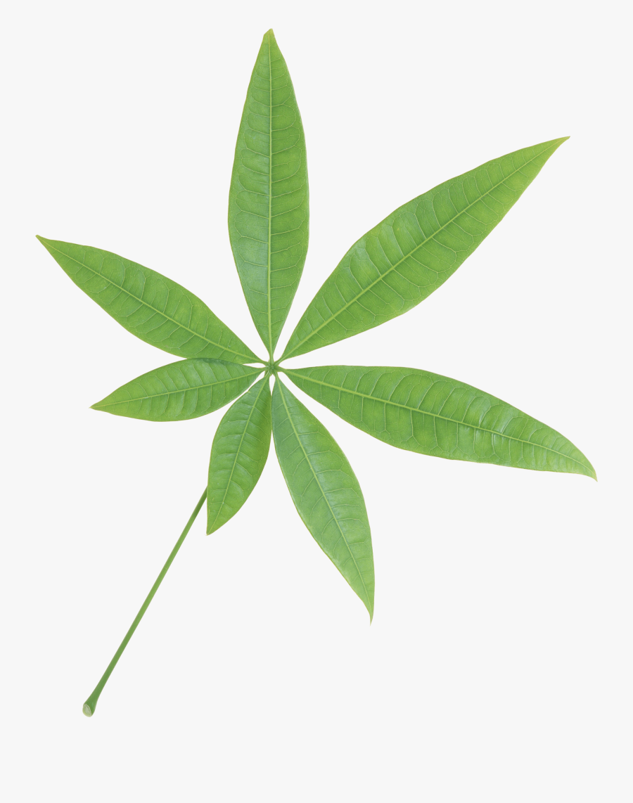 Isolated Star Green Leaf - Single Green Leaf Transparent Background, Transparent Clipart