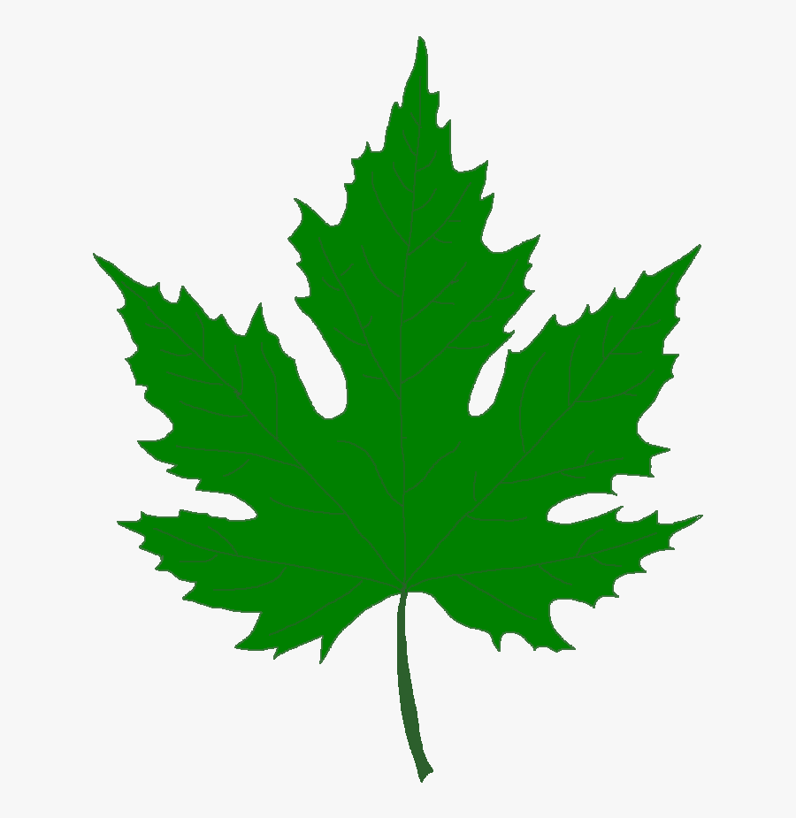 Sycamore Tree Leaf Png Transparent Sycamore Tree Leaf - Maple Leaf Tree Leaves, Transparent Clipart