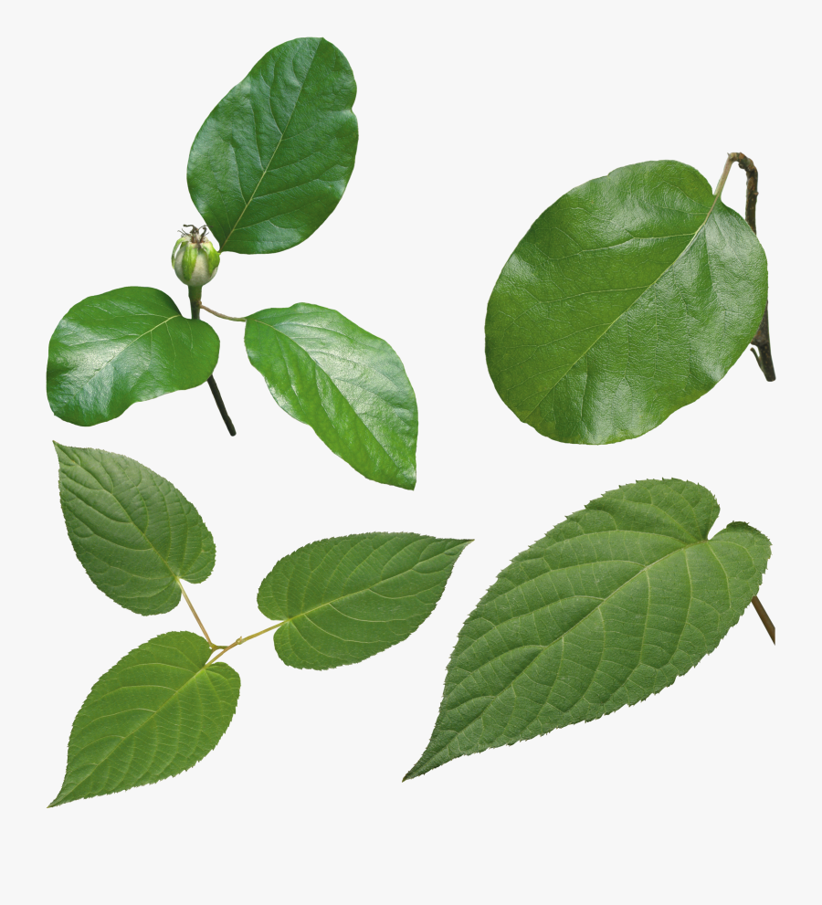 Green Leaves Images Free - Green Leaf Leaves Png, Transparent Clipart