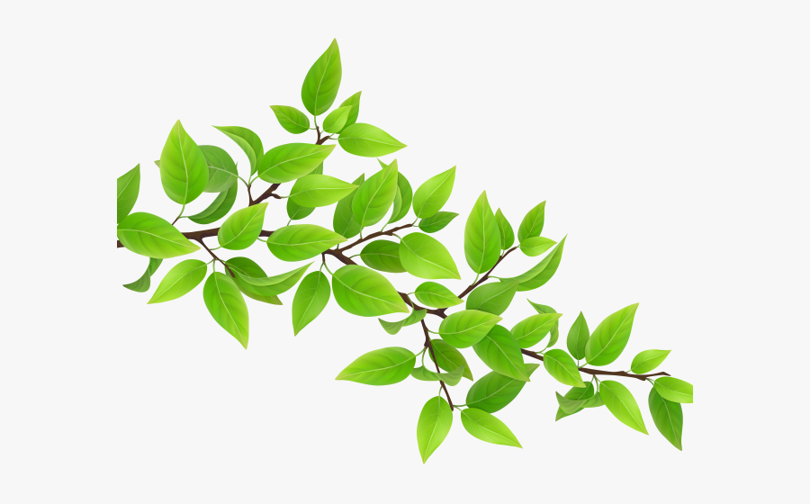 Transparent Tree Branch With Leaves Clipart - Branch Of Leaves, Transparent Clipart