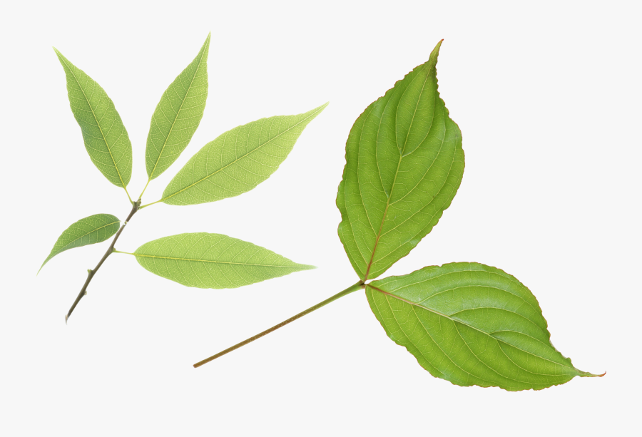 Бамбук Листья Пнг, Transparent Clipart