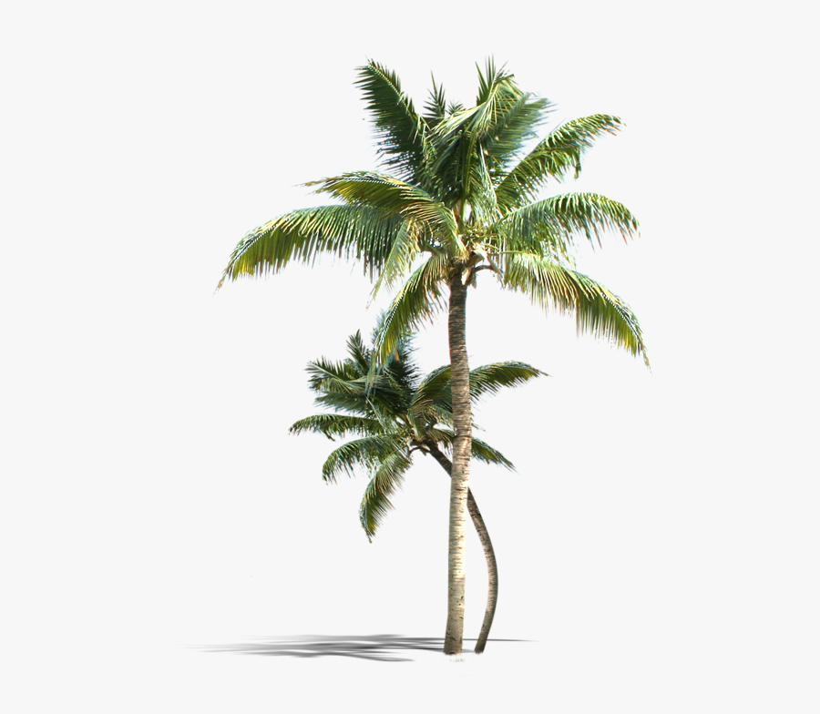 Palm Tree Png Vectors Psd And Clipart For Free Download, - Coconut Tree Png, Transparent Clipart