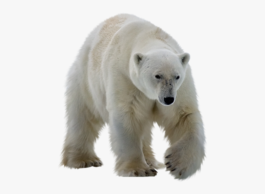 Polar Bear Png - Polar Bear Png Transparent, Transparent Clipart