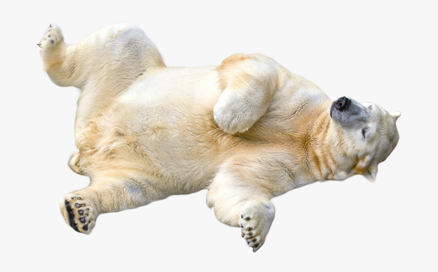 Png Library Stock Polar Png Sticker Share - Polar Bear Transparent Background, Transparent Clipart