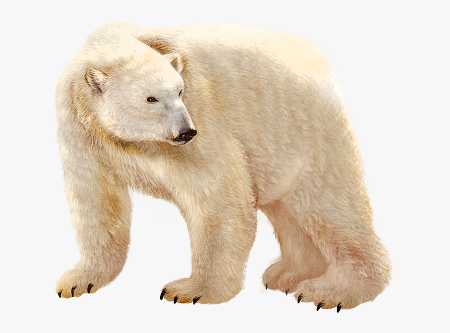 Urso Polar Png, Transparent Clipart
