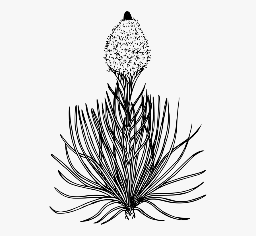 Line Art,plant,flora - Bear Grass Flower Drawing, Transparent Clipart
