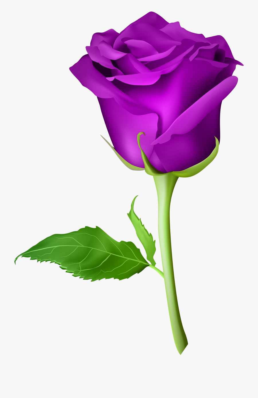 Rose Purple Transparent Png Clip Art Image - Blue Roses Images Hd