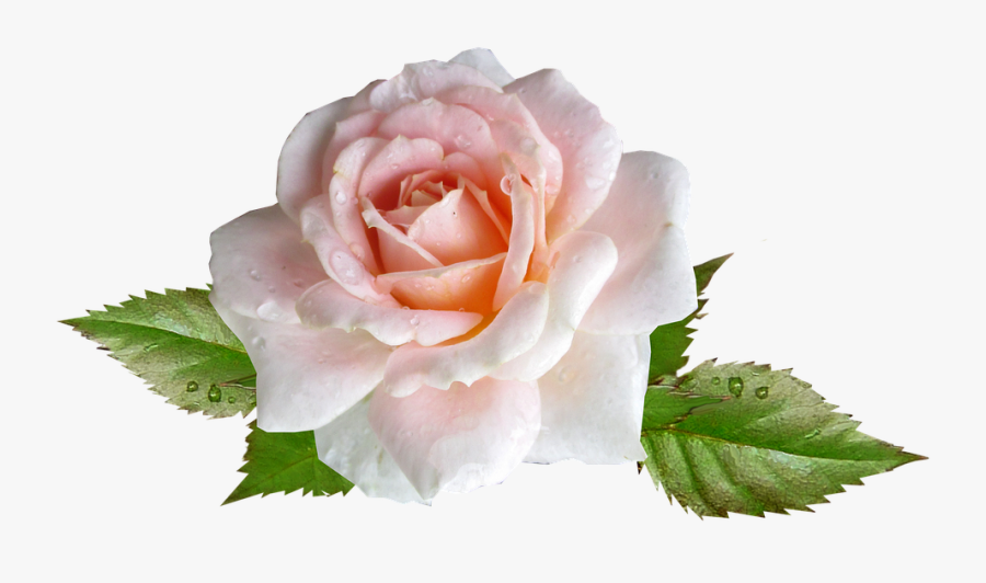 Rose, Pink, Flower, Rain Drops - Hybrid Tea Rose, Transparent Clipart
