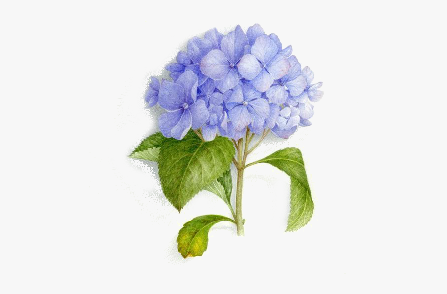 Tattoo Art Bouquet Painting Illustration Watercolor - Hydrangea Tattoo, Transparent Clipart