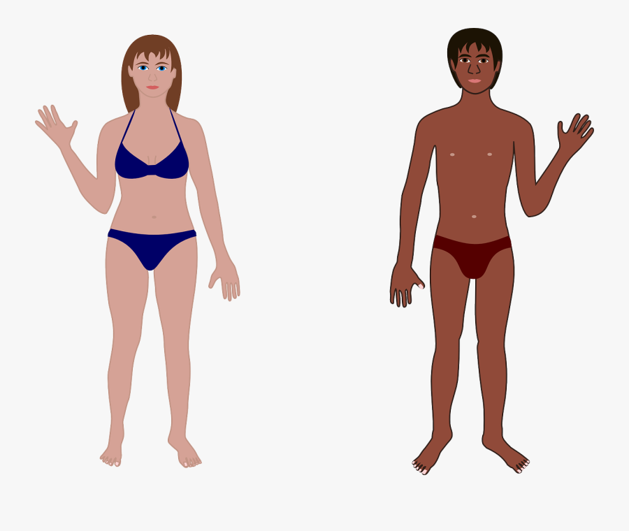 Human, Man, Woman, Bathing Suit, Swimming, Anatomy - Female Human Body Cartoon, Transparent Clipart