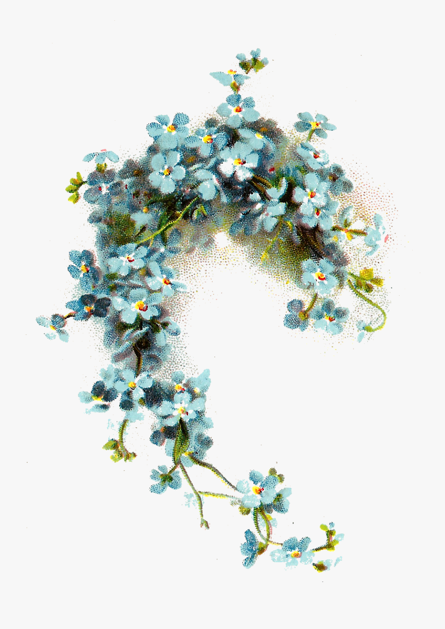 Forget Me Not Png, Transparent Clipart