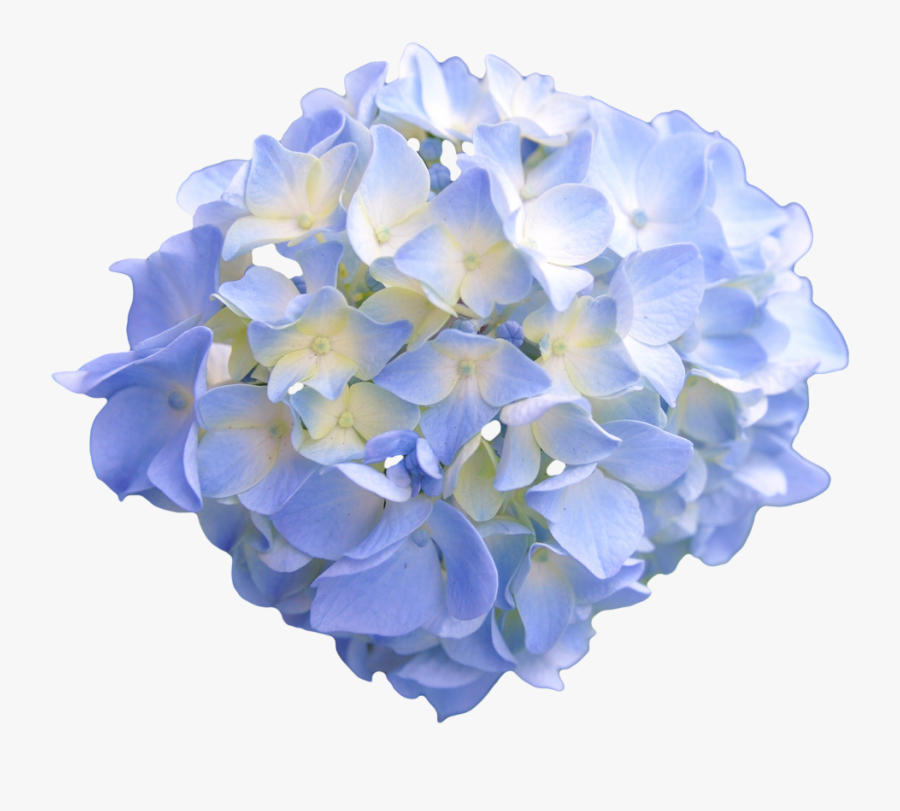 Light Blue Flowers Transparent, Transparent Clipart