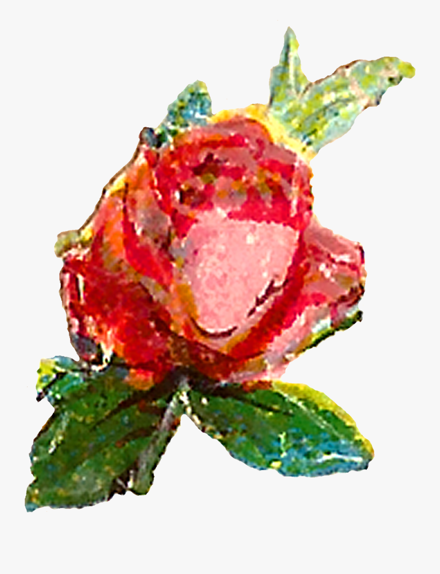 Garden Roses, Transparent Clipart