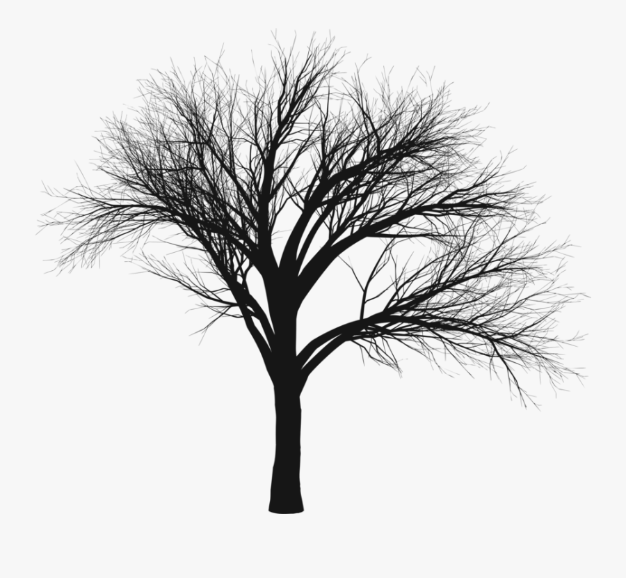Photography - Scary Tree Png, Transparent Clipart