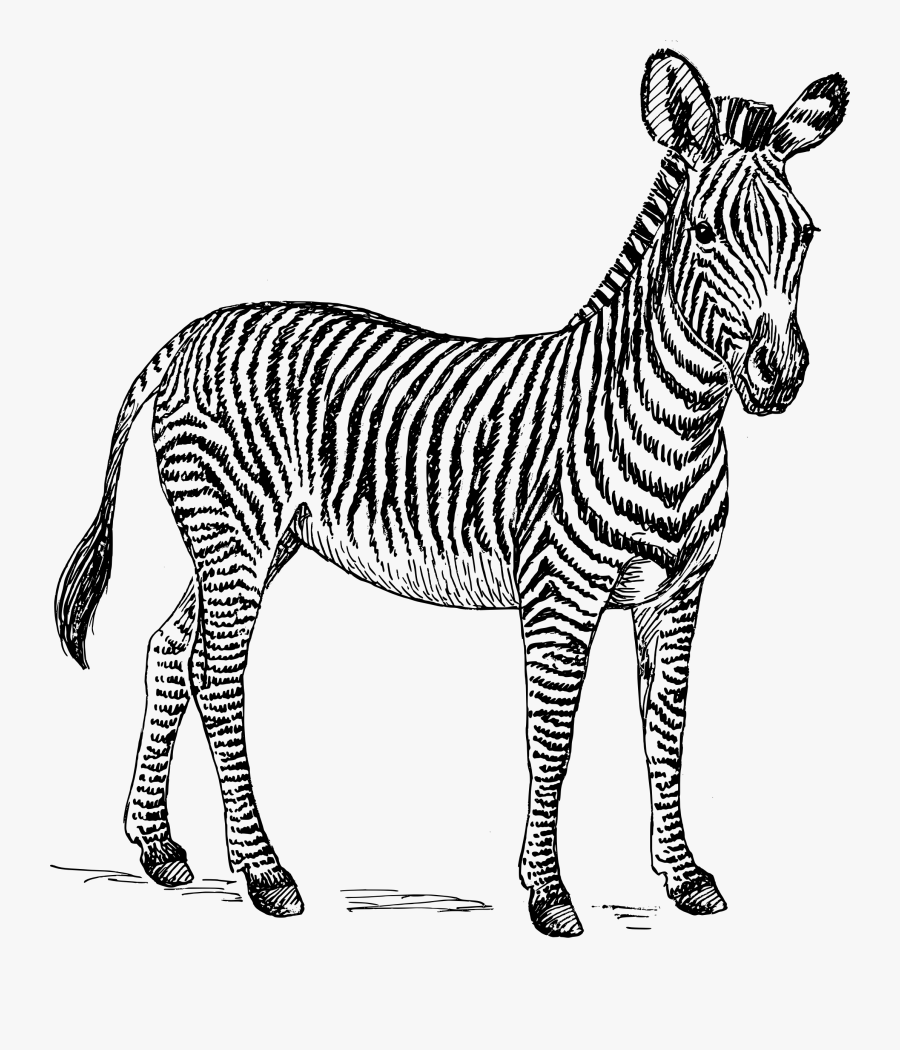Zebra - Clip Art Zebra Black And White, Transparent Clipart